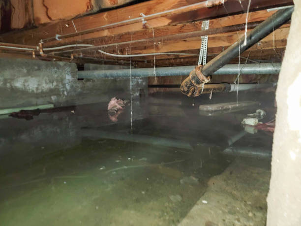 Best Local water damage restoration  in Lenexa, KS