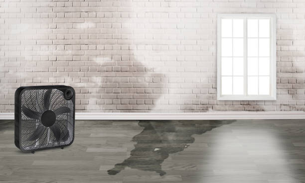 Best Carpet water damage restoration  in Lenexa, KS